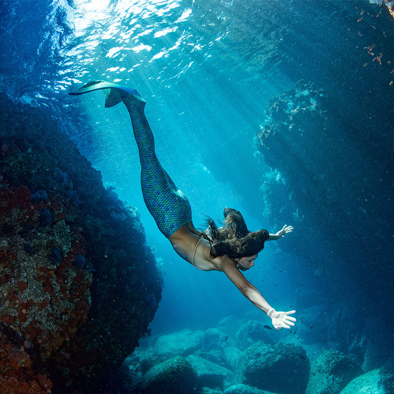 queue de sirène monopalme